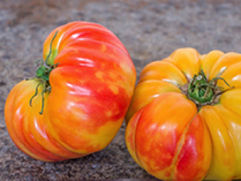 nature riddle heirloom tomato